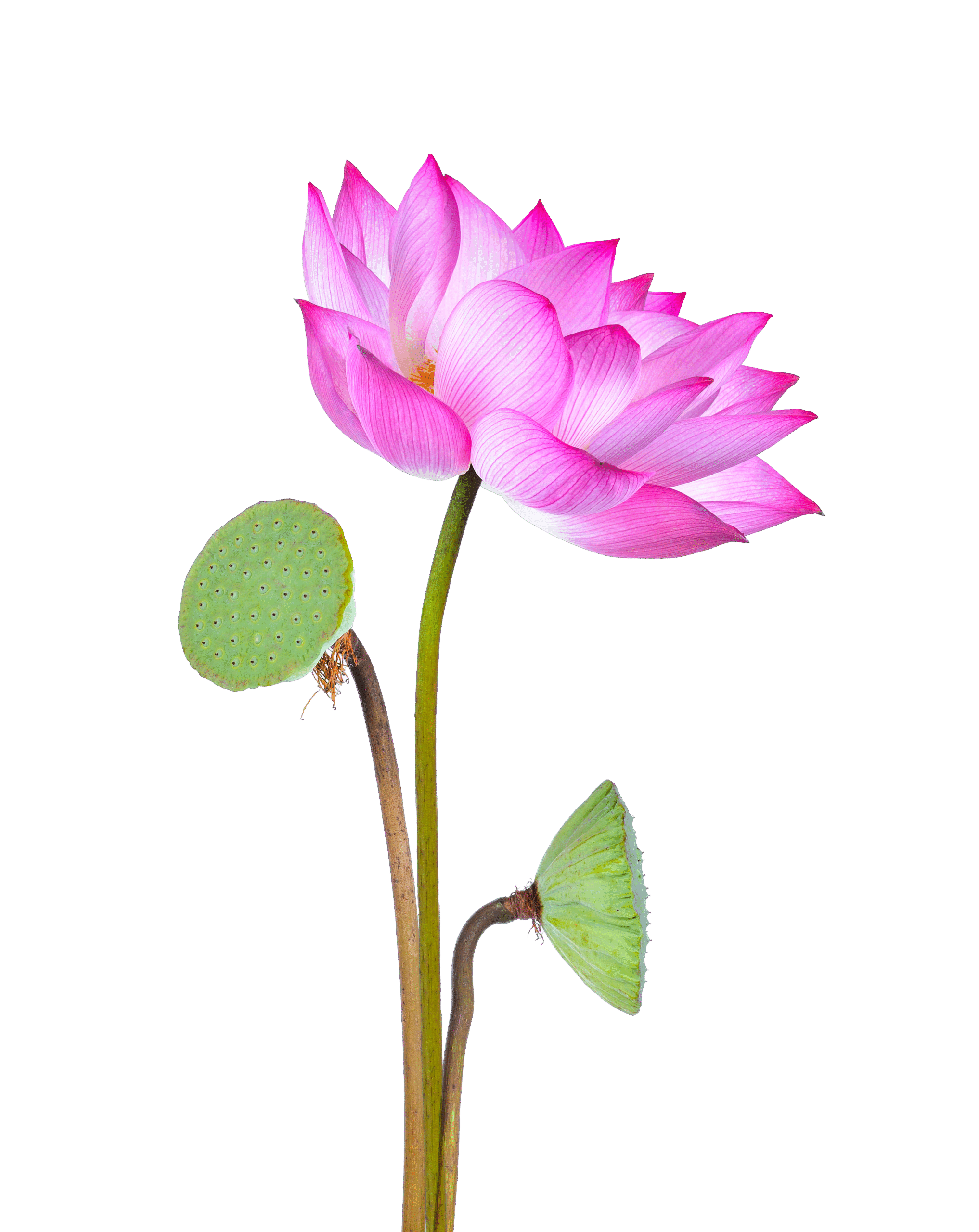 lake placid fl yoga pilates